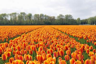 Champ de tulipes
