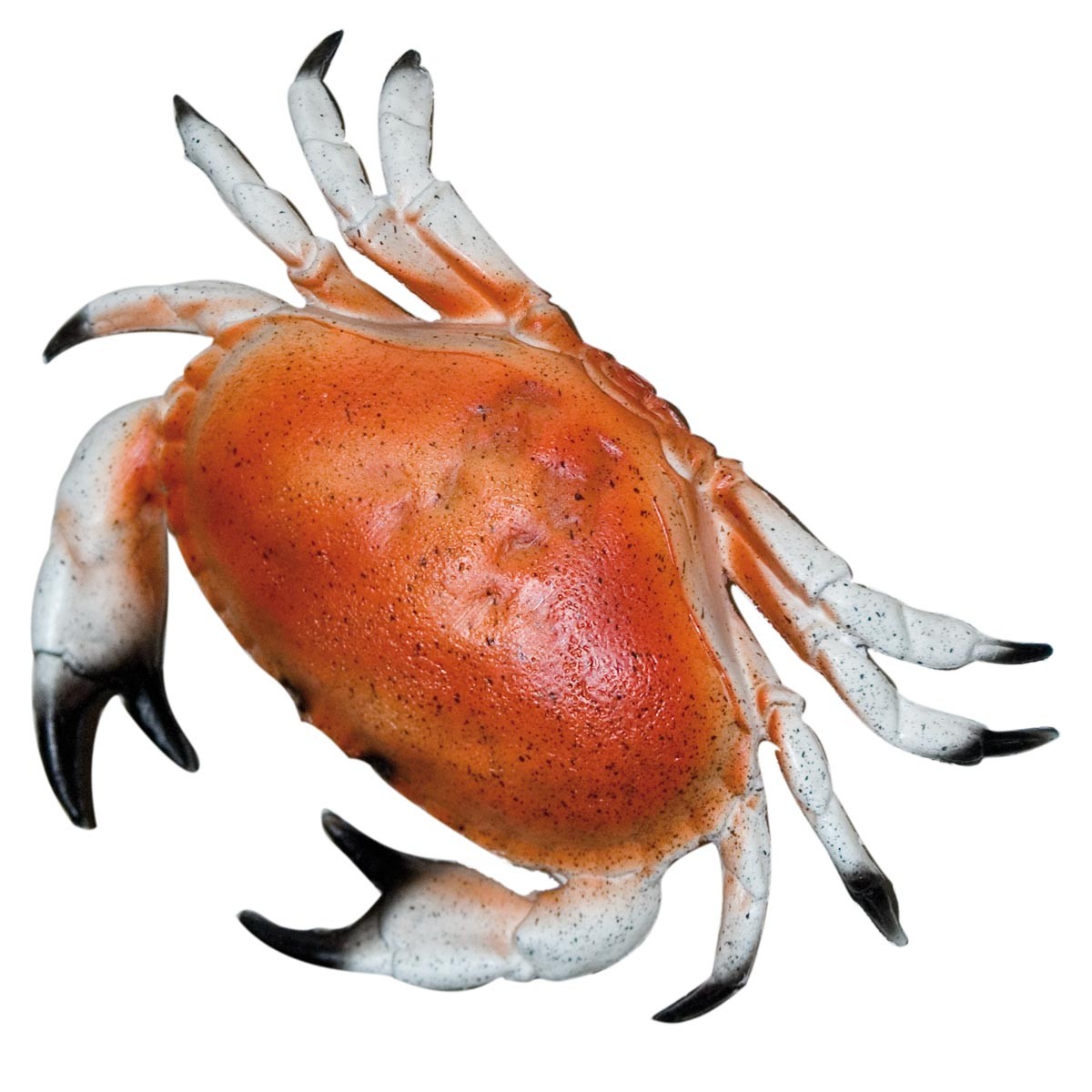 Crabe